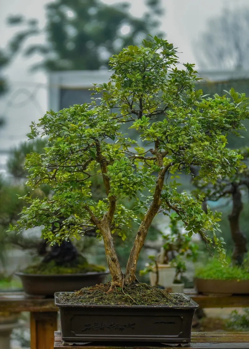 Cây nguyệt quế phong thủy tốt