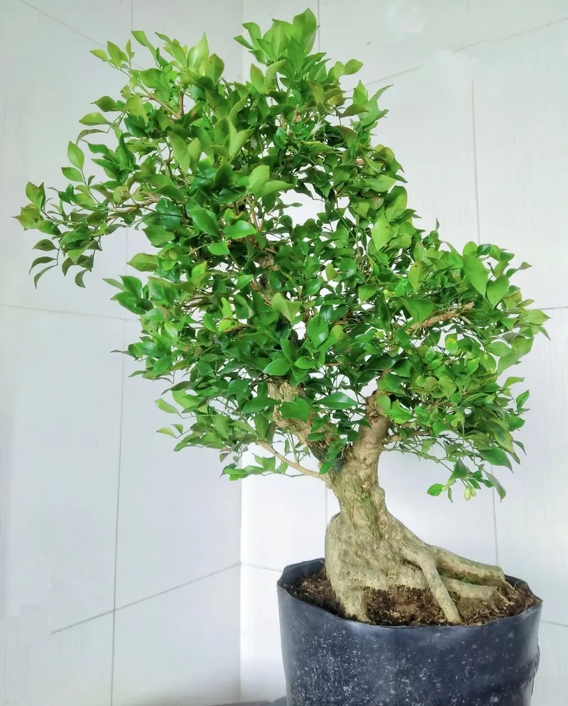 Chậu nguyệt quế bonsai mini xinh