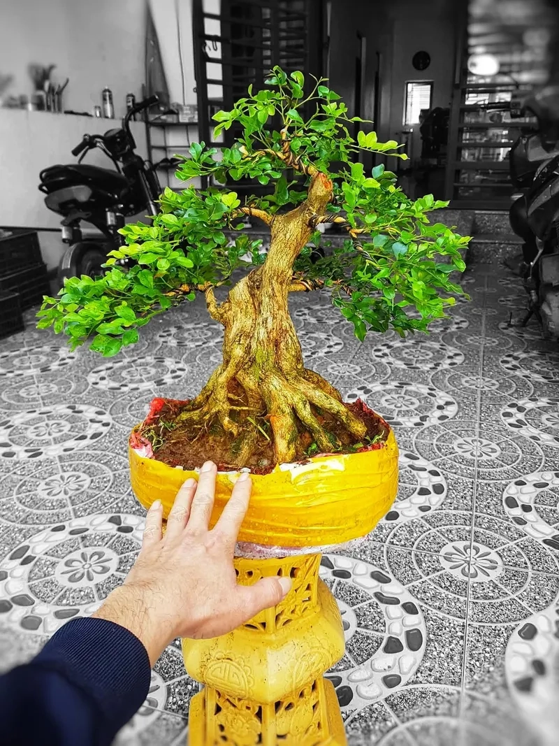 Những phôi nguyệt quế đẹp chất