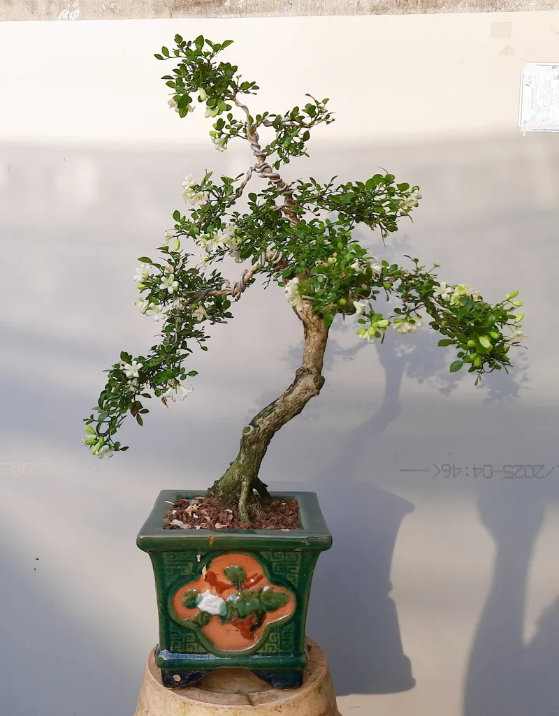 Chậu nguyệt quế để bàn nhỏ gọn