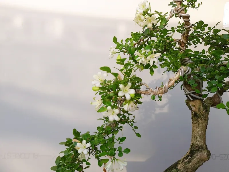 Loại đất trồng nguyệt quế tốt