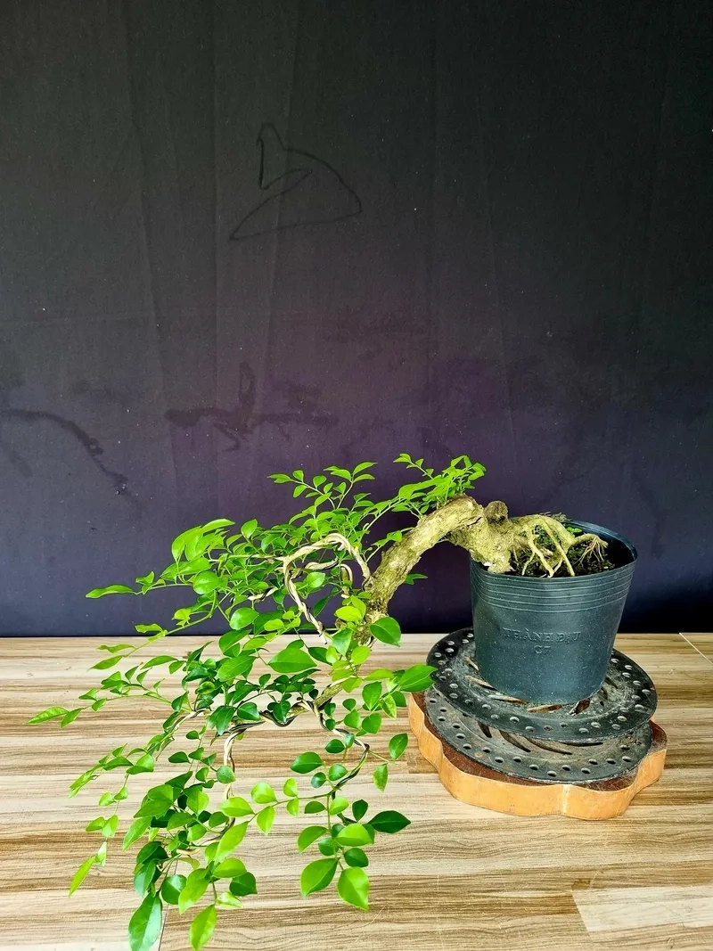 Mẹo cách làm nguyệt quế ra hoa