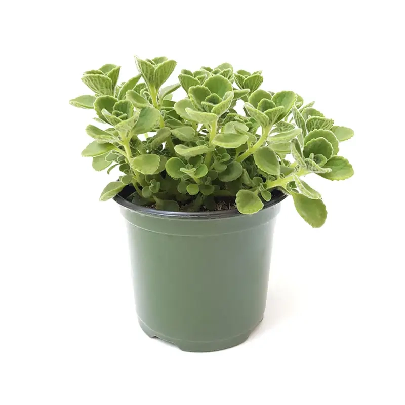 Cách chăm cây Nhất Mạt Hương giúp cây luôn xanh