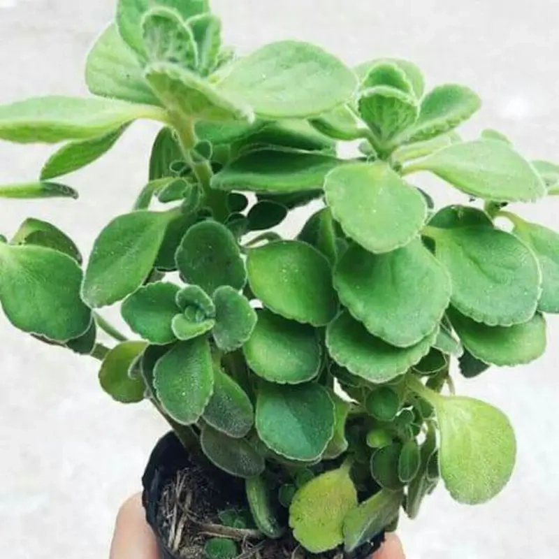 Cách trồng và chăm sóc cây Nhất Mạt Hương hiệu quả