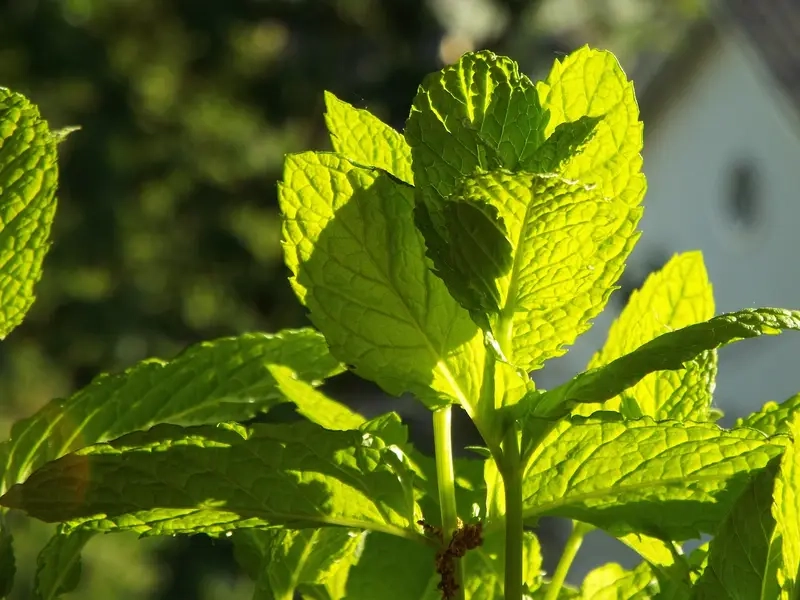 Vị trí đặt cây Nhất Mạt Hương giúp hút sinh khí