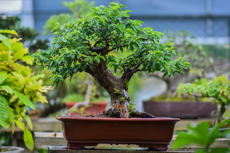 Kiểu cây ổi tàu bonsai cổ