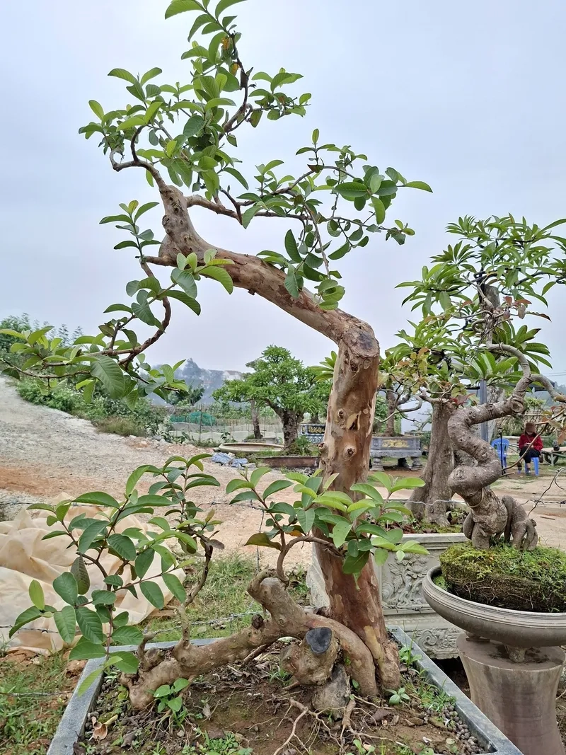 Những phôi ổi đẹp triển vọng