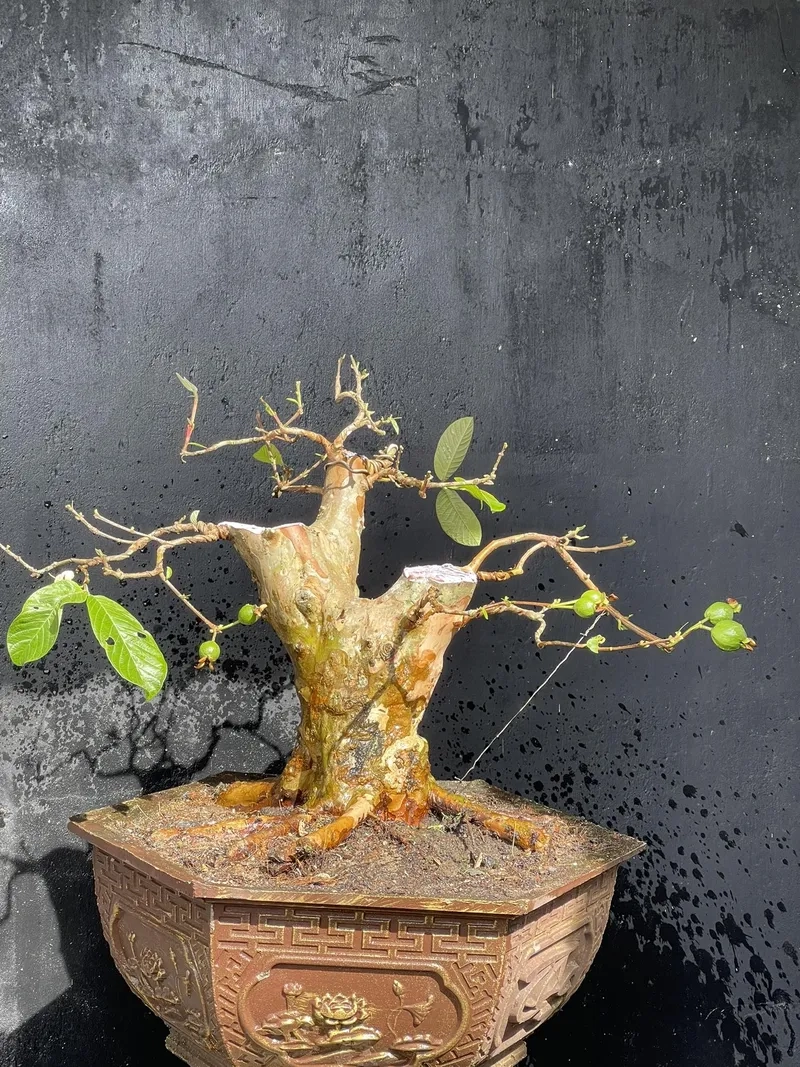 Chậu ổi bonsai để bàn xinh