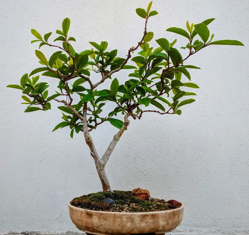 Ngắm trái ổi bonsai chín vàng
