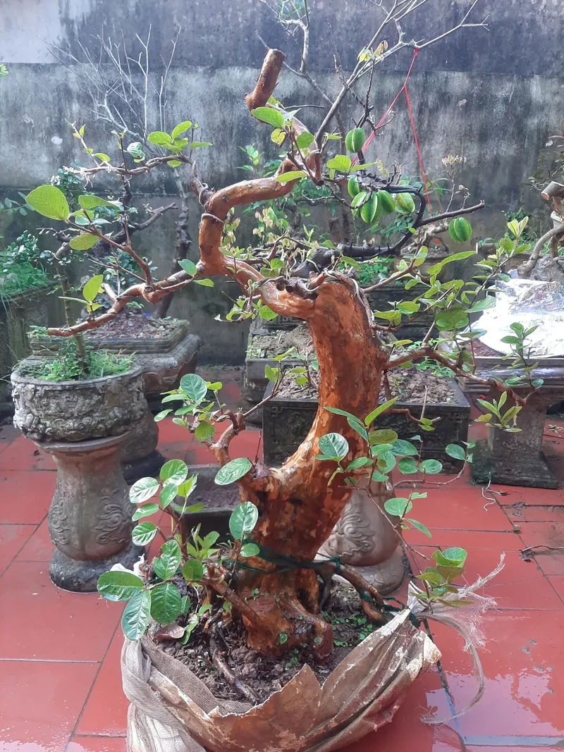 Mẫu ổi phụng bonsai lạ mắt