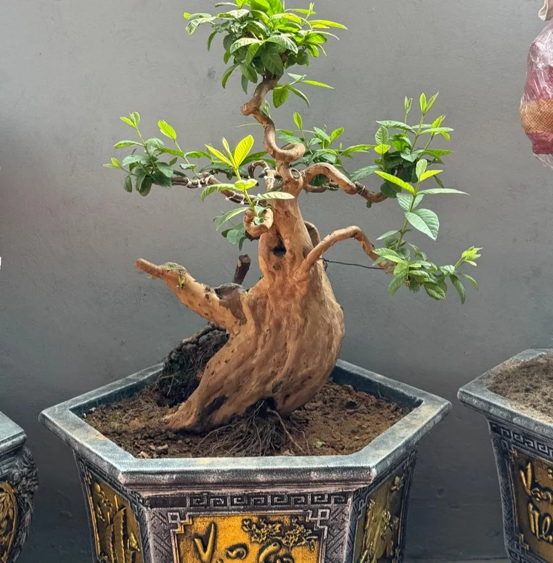 Loại đất trồng ổi bonsai xịn
