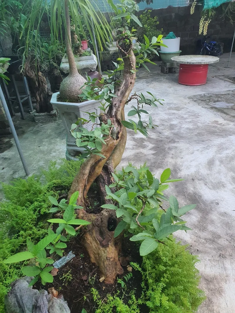 Mẫu ổi sim Nhật bonsai đẹp
