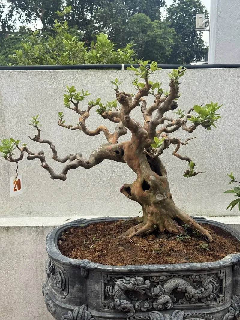 Gốc ổi bám đá rêu phong cổ