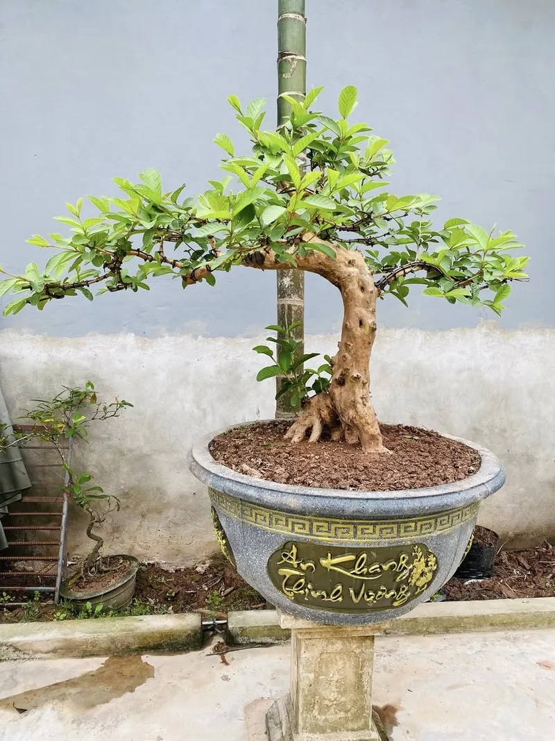 Mẹo cách làm ổi ra quả hay