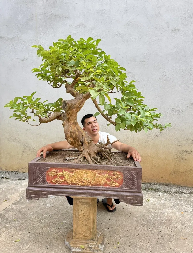 Chậu ổi bonsai mini để bàn