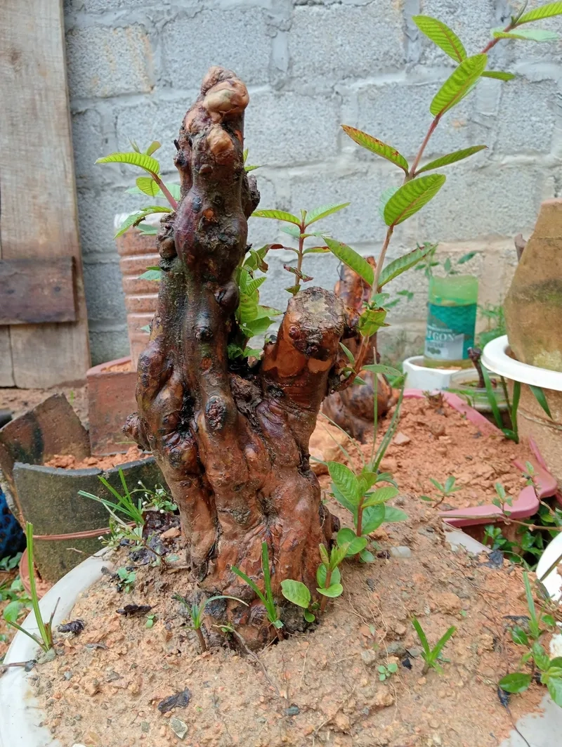 Mẹo chăm sóc ổi bonsai tốt