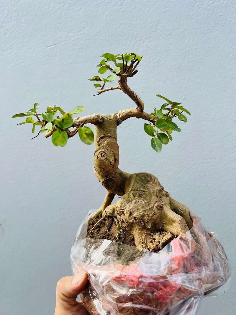 Gốc ổi cổ thụ mini sần sùi