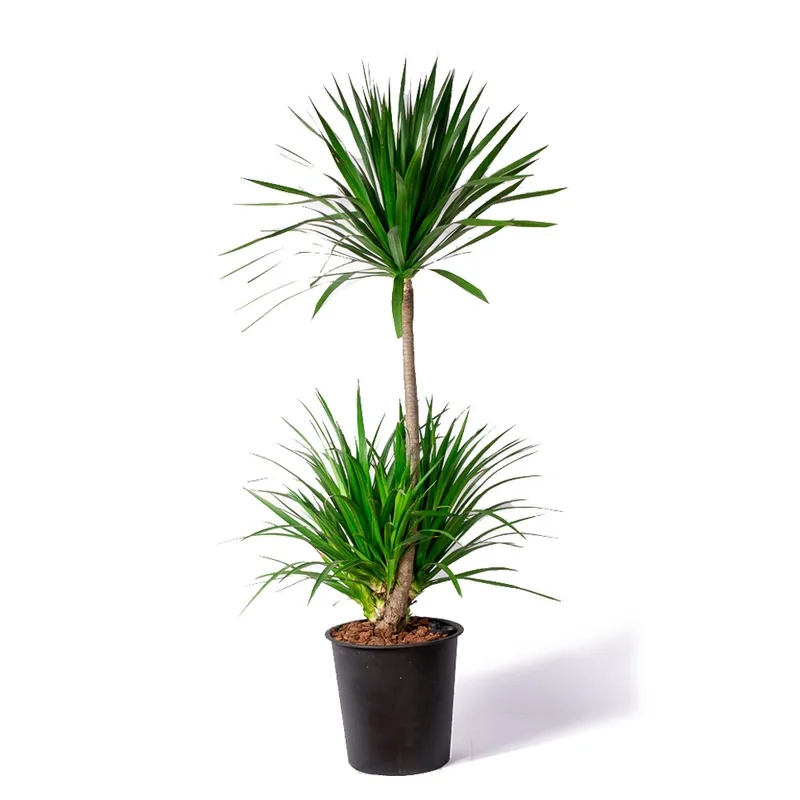 Không gian bừng sáng nhờ vẻ xanh mát của cây phát tài