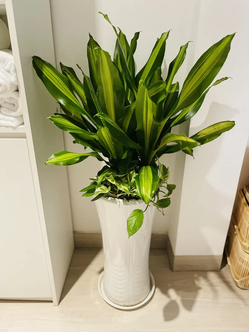 Nhiều gia đình chuộng thiết mộc lan vì ý nghĩa may mắn