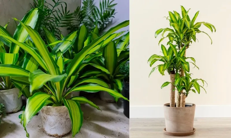 Góc phòng nổi bật hơn khi đặt thêm cây phát lộc