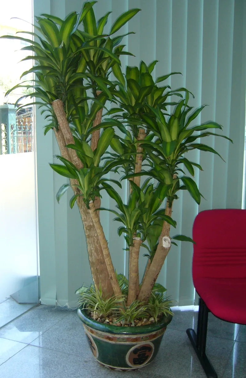 Trang trí nội thất hài hòa cùng cây phát tài phát lộc