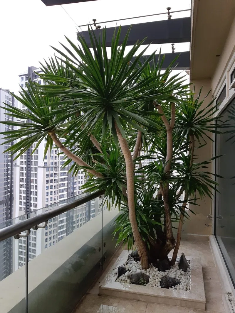 Sắc xanh dịu nhẹ tạo điểm nhấn từ bông phát tài