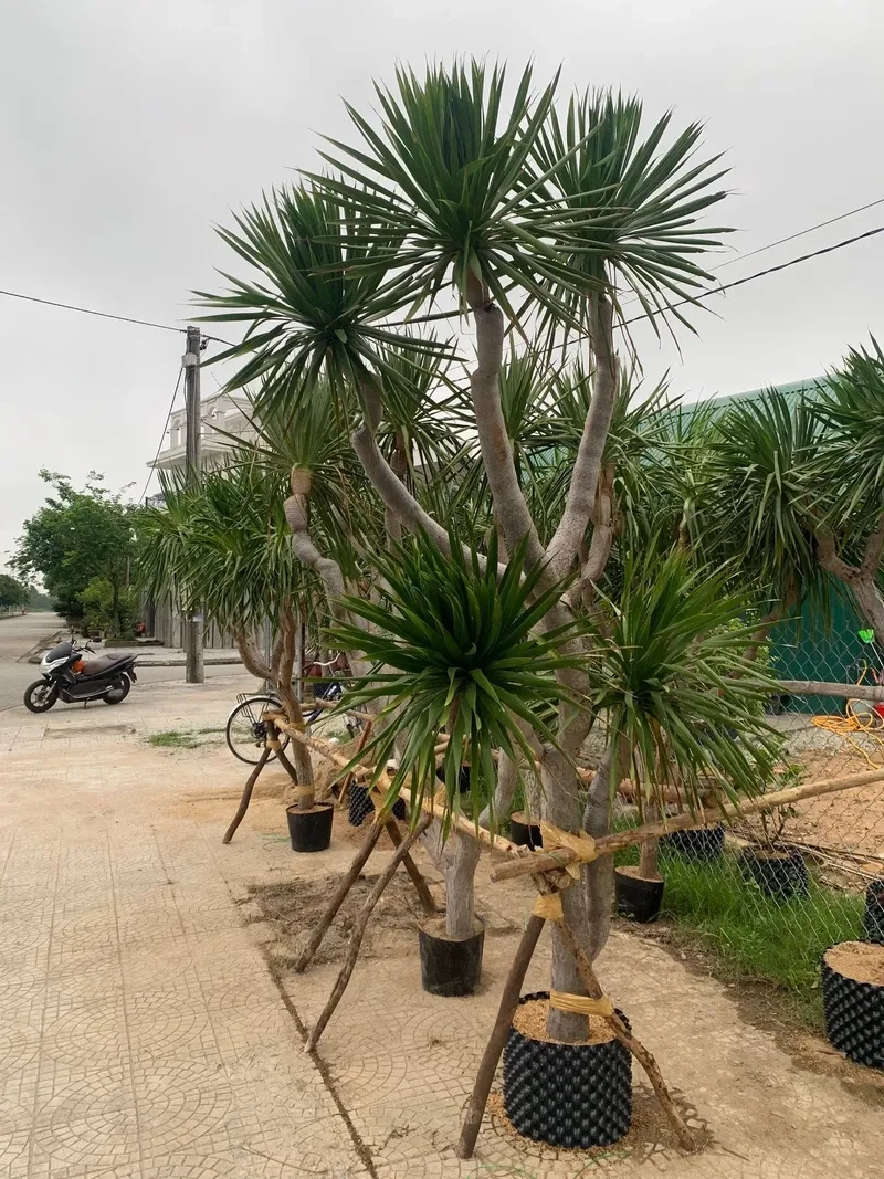 Trang trí sang trọng hơn với bông phát tài núi