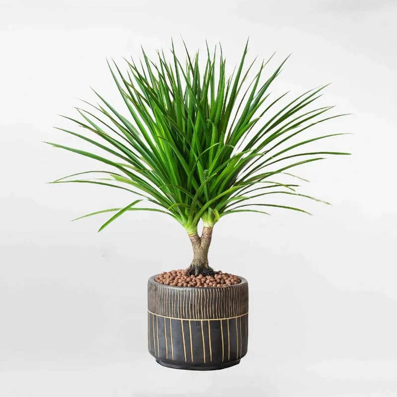 Nhiều người quan tâm bí quyết chăm cây phát tài