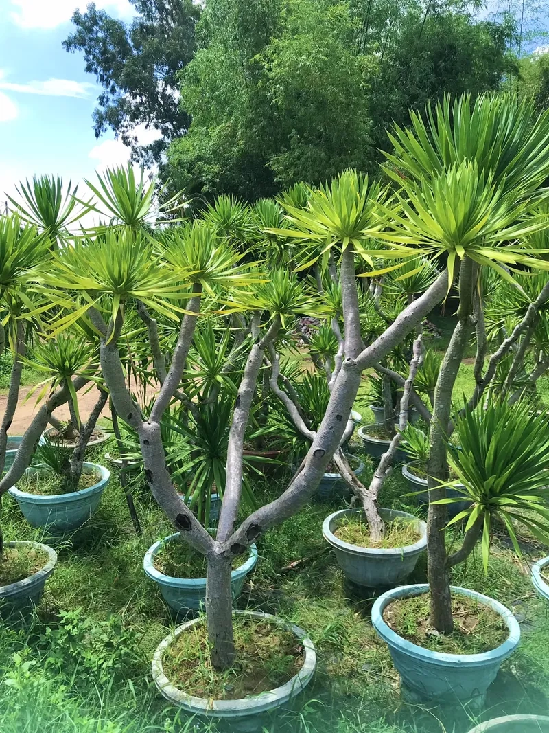 Áp dụng đúng cách sẽ giúp chăm cây phát lộc khỏe