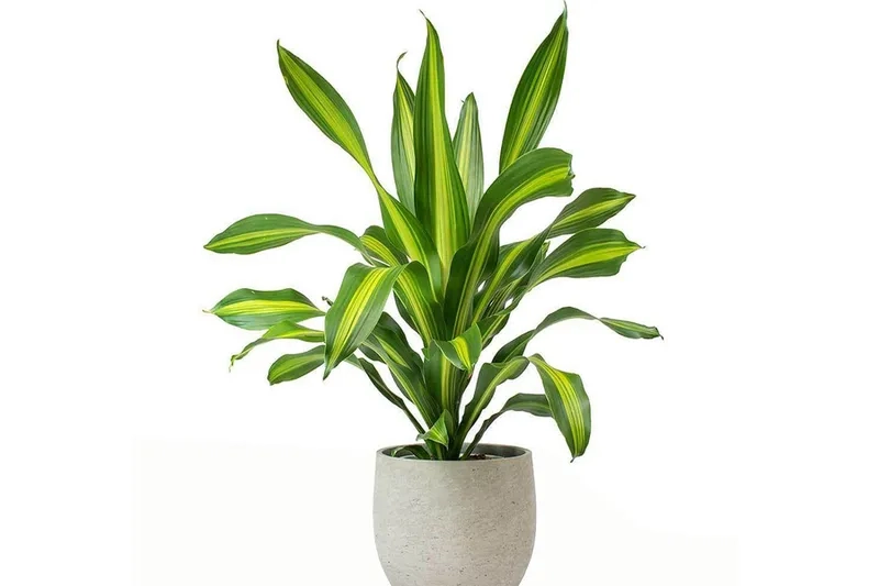 Hiểu đúng kỹ thuật giúp chăm cây phát tài núi tốt