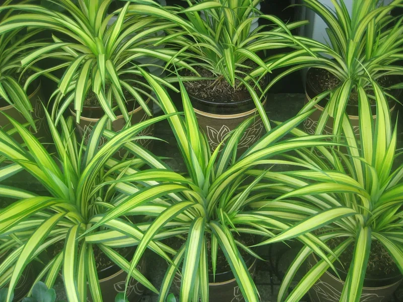 Ánh sáng phù hợp giúp chăm sóc cây kim phát tài