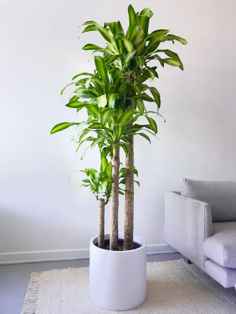 Nhiều gia đình chọn cây cảnh phát tài trang trí