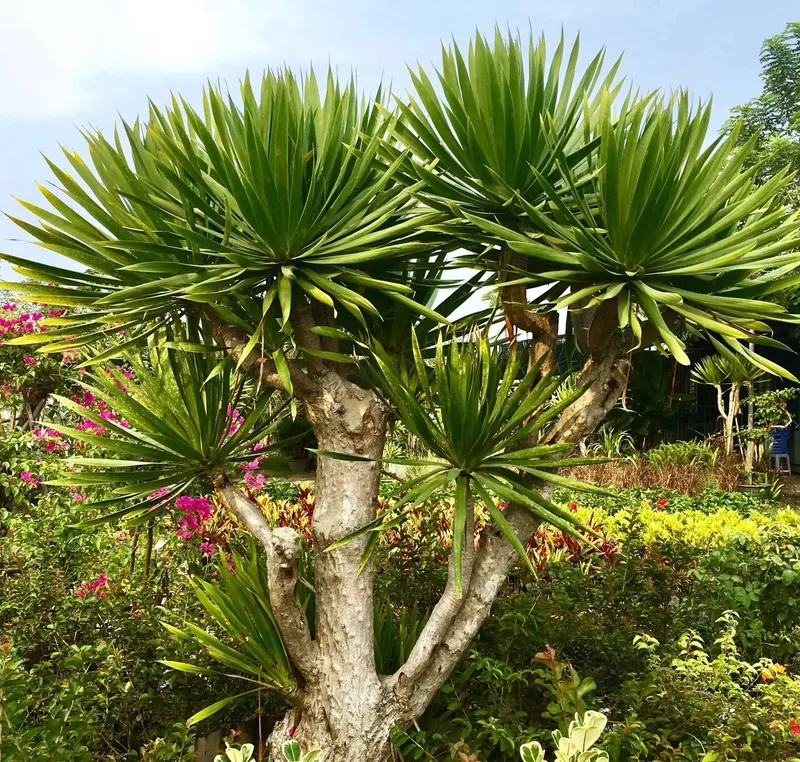 Không gian ấm cúng khi đặt cây phát tài trong nhà