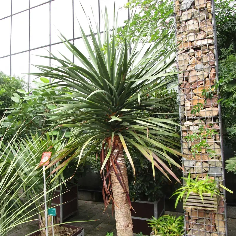 Cây Phát Tài Núi mang ý nghĩa phong thủy giúp cân bằng năng lượng