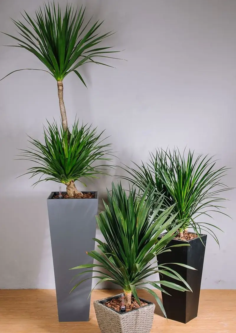 Lựa chọn chậu Cây Phát Tài Núi phù hợp cho không gian nhỏ