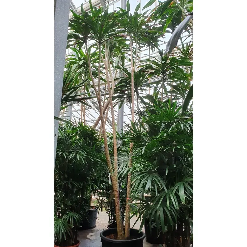 Cây cảnh Cây Phát Tài Núi tô điểm không gian sống thêm sang trọng