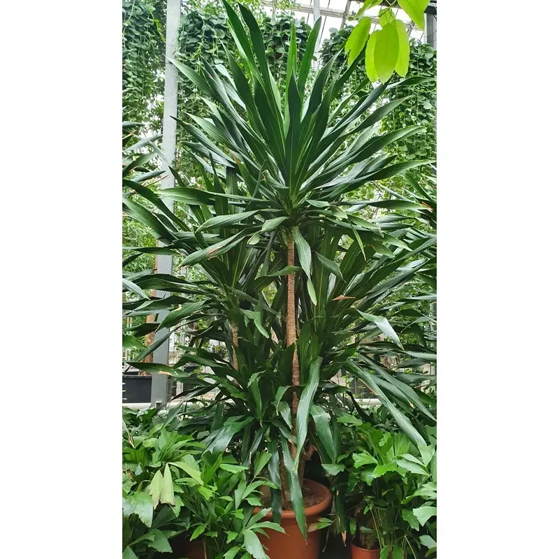 Cây Phát Tài Núi có dễ trồng không phù hợp với người mới bắt đầu