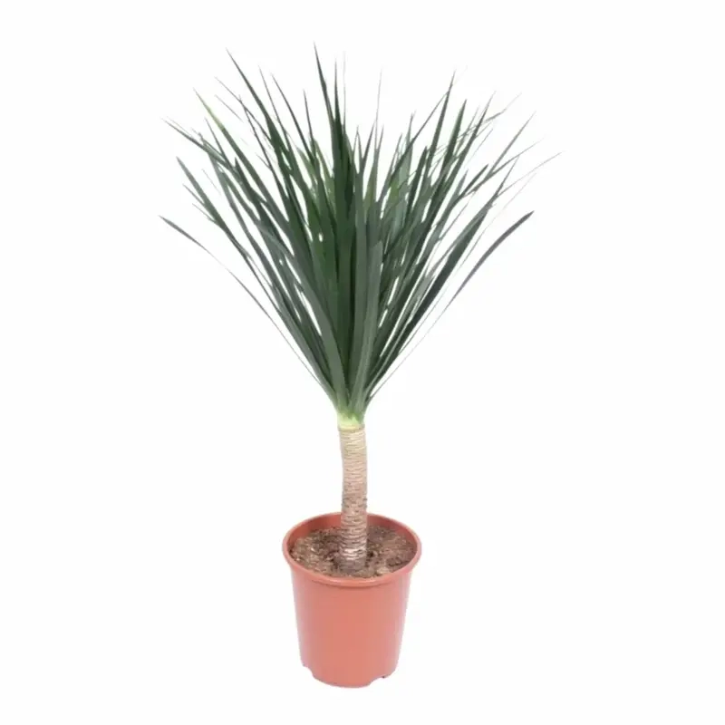 Cây Phát Tài Núi có hoa không tạo điểm nhấn thiên nhiên đầy sức sống