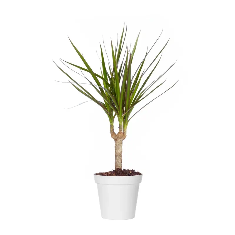 Cây Phát Tài Núi có trồng được trong nhà mang tài lộc và may mắn