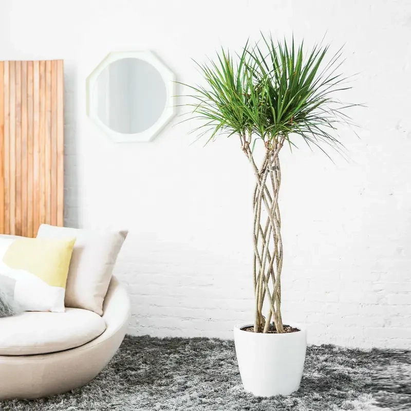 Chiêm ngưỡng Cây Phát Tài Núi đẹp và xanh mát cho không gian sống