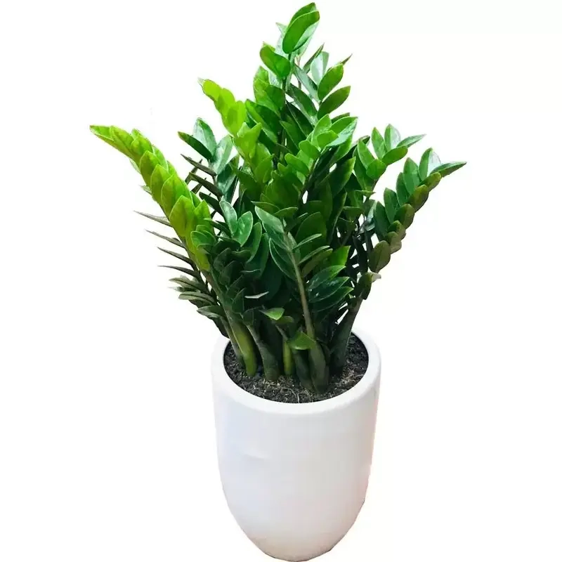 Cây phong thủy theo tuổi 12 con giáp giúp hút may mắn tài lộc