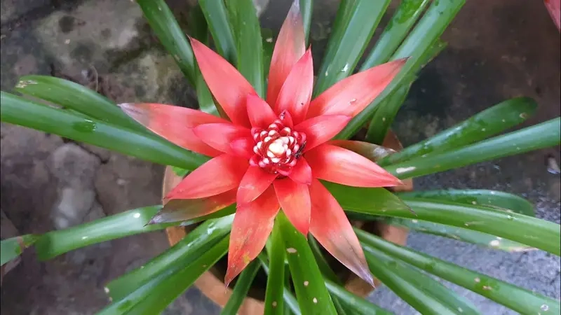 Chọn cây phong thủy theo tuổi mang lại cân bằng và bình an