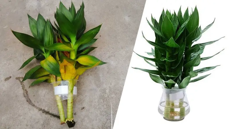 Phong thủy cây cảnh theo 12 con giáp dễ hiểu