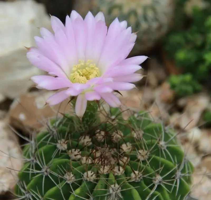 Cách chọn cây phong thủy theo tuổi chuẩn ngũ hành