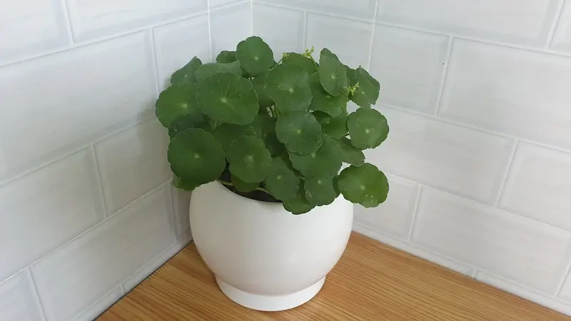 Cây trồng phong thủy theo tuổi 12 con giáp đẹp