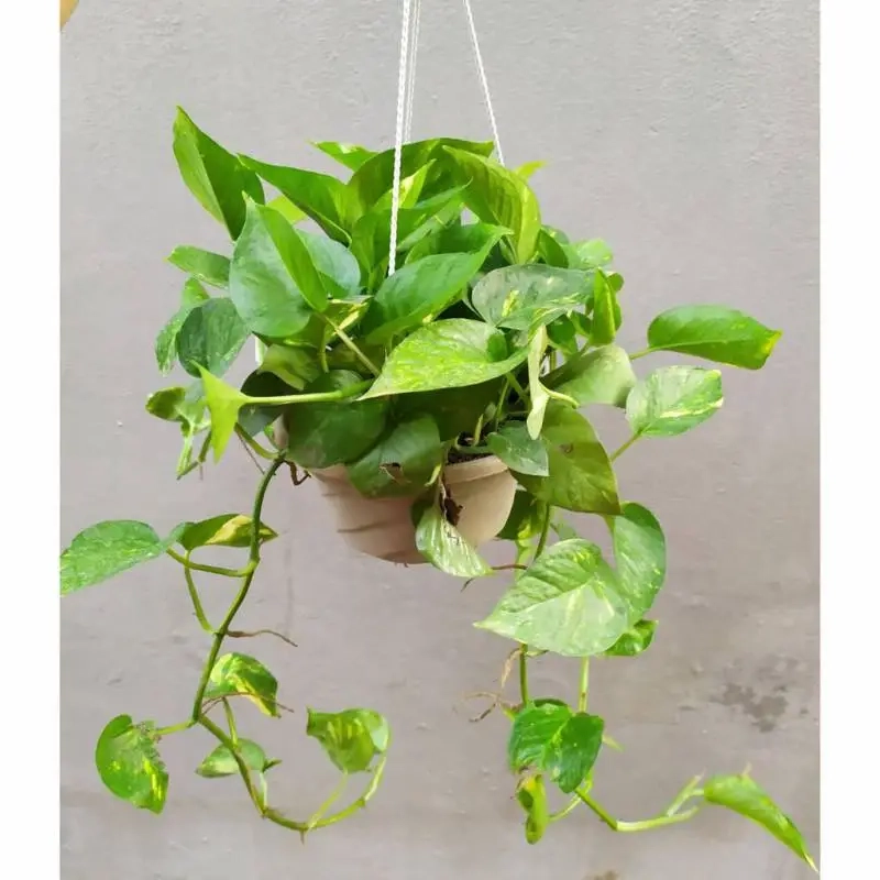 Ý nghĩa cây phong thủy theo tuổi mang cát khí