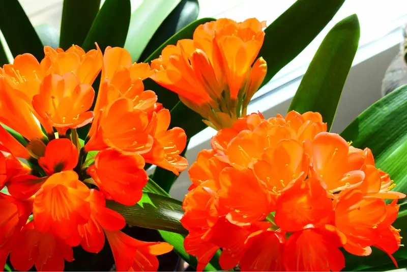 Cây phong thủy cho từng tuổi con giáp rõ ràng