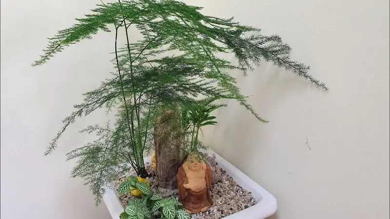 Cây phong thủy theo tuổi giải nghĩa dễ hiểu