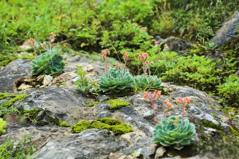 Cây phong thủy theo tuổi thu hút tài lộc mạnh