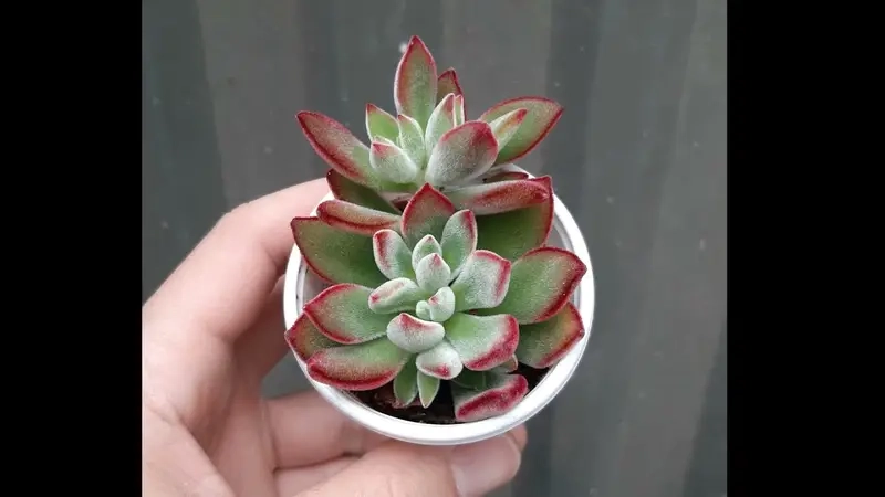 Cây phong thủy theo tuổi 12 con giáp cho may mắn